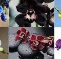 Расцветки орхидей фаленопсис фото