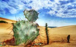 Пустынные кактусы фото и названия
