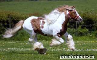 Порода лошадей шайр фото