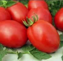 Лучшие томаты для сибири для теплиц отзывы