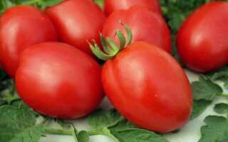 Лучшие томаты для сибири для теплиц отзывы