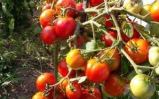 Сорт томатов альфа отзывы фото
