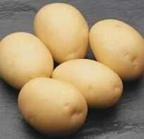 Сорт картофеля сифра характеристика отзывы