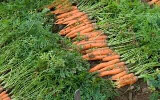Как выглядят семена морковки