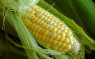 Как сварить кукурузные зерна
