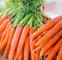 Морковь описание для детей