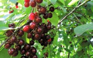 Гибрид черемухи и вишни полезные свойства
