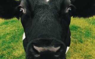 Голландская порода коров характеристика