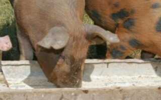 Как сделать корыто для свиней из дерева