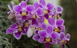 Как называется орхидея по научному