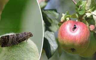 Когда опрыскивать яблони от плодожорки