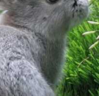 Можно ли кормить кроликов мокрой травой