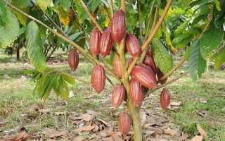 Где выращивают какао бобы в мире