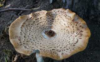 Как называется гриб который растет на дереве