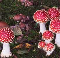 Сопливые грибы но не маслята