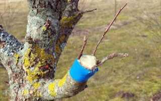 Прививка садовых деревьев весной