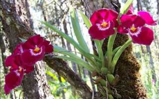 Орхидея мильтония уход в домашних условиях советы