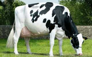 Голштино фризская порода коров характеристики