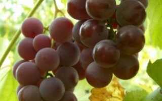 Сорт винограда лидия фото