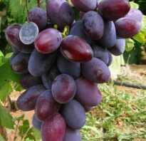 Сорт винограда атаман фото и описание
