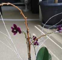 Обрезка орхидеи после цветения в домашних условиях