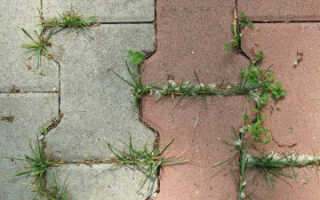 Как избавиться от сорняков между тротуарной плиткой
