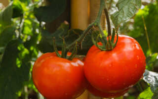 Каталог семян томатов фирмы гавриш
