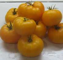 Сорта желтых помидоров для теплиц