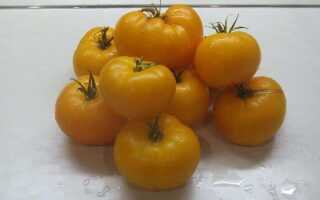 Сорта желтых помидоров для теплиц