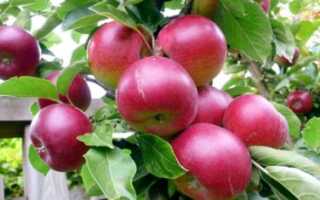 Осенние сорта яблонь для среднего поволжья