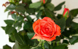 Роза стар розес микс в саду