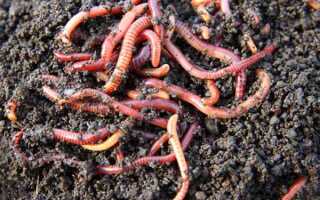 Почему дождевого червя называют другом почвы