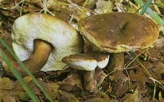 Каштановый гриб фото и описание