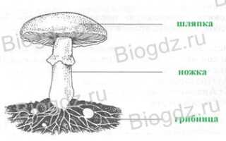 На рисунке изображен гриб мукор что обозначено