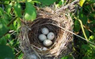 Почему нельзя трогать яйца в гнездах птиц