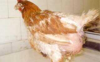 Причины желточного перитонита у суточных цыплят