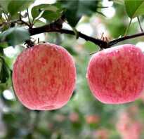 Сорт яблони фуджи фото и описание сорта