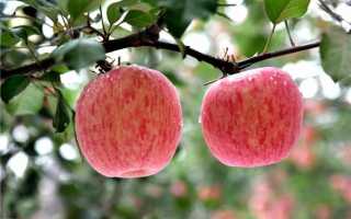 Сорт яблони фуджи фото и описание сорта