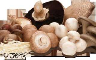 Чем питаются плесневые грибы