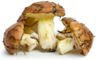 Как сушить грибы маслята в домашних условиях