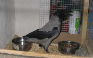 Что едят чёрные вороны