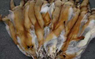 Выделка шкуры лисы в домашних условиях поэтапно