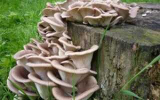 Как вырастить грибы вешенки на даче