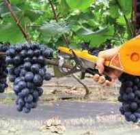 Приспособление для подвязки винограда