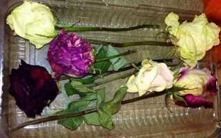 Как сделать гербарий из розы