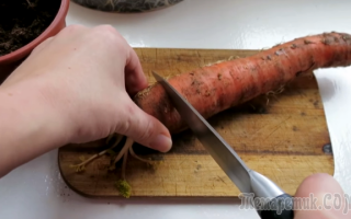 Как вырастить свои семена моркови