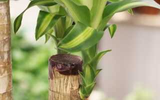 Растение бамбук уход в домашних условиях